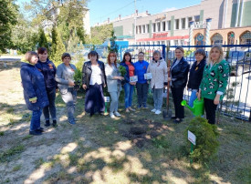 Акция «Дерево Победы» Акция «Дерево Победы».